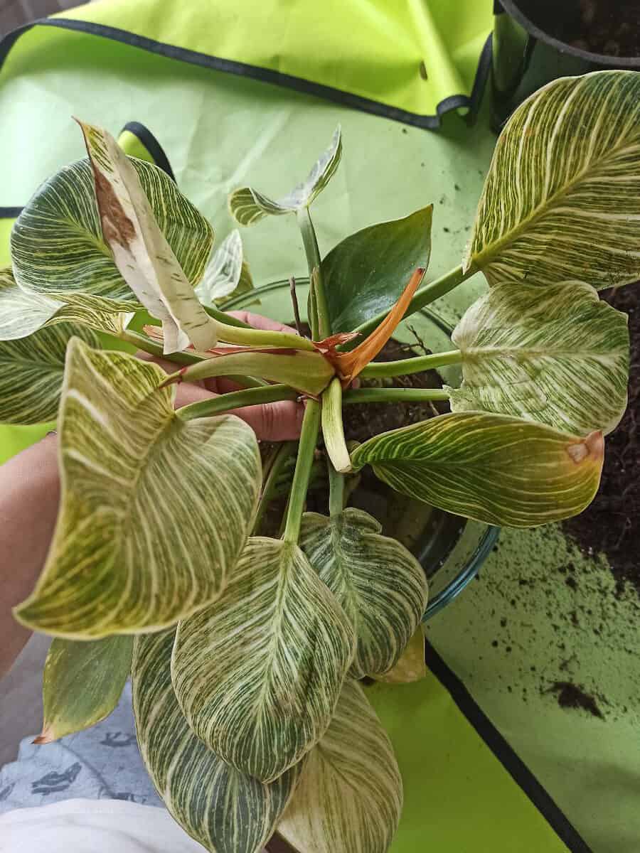 planted pumpkin seeds Pumpkin Seeds for Planting  Heirloom, Non-GMO Vegetable Garden Seeds for High Yield and Fast Germination 100 pcs