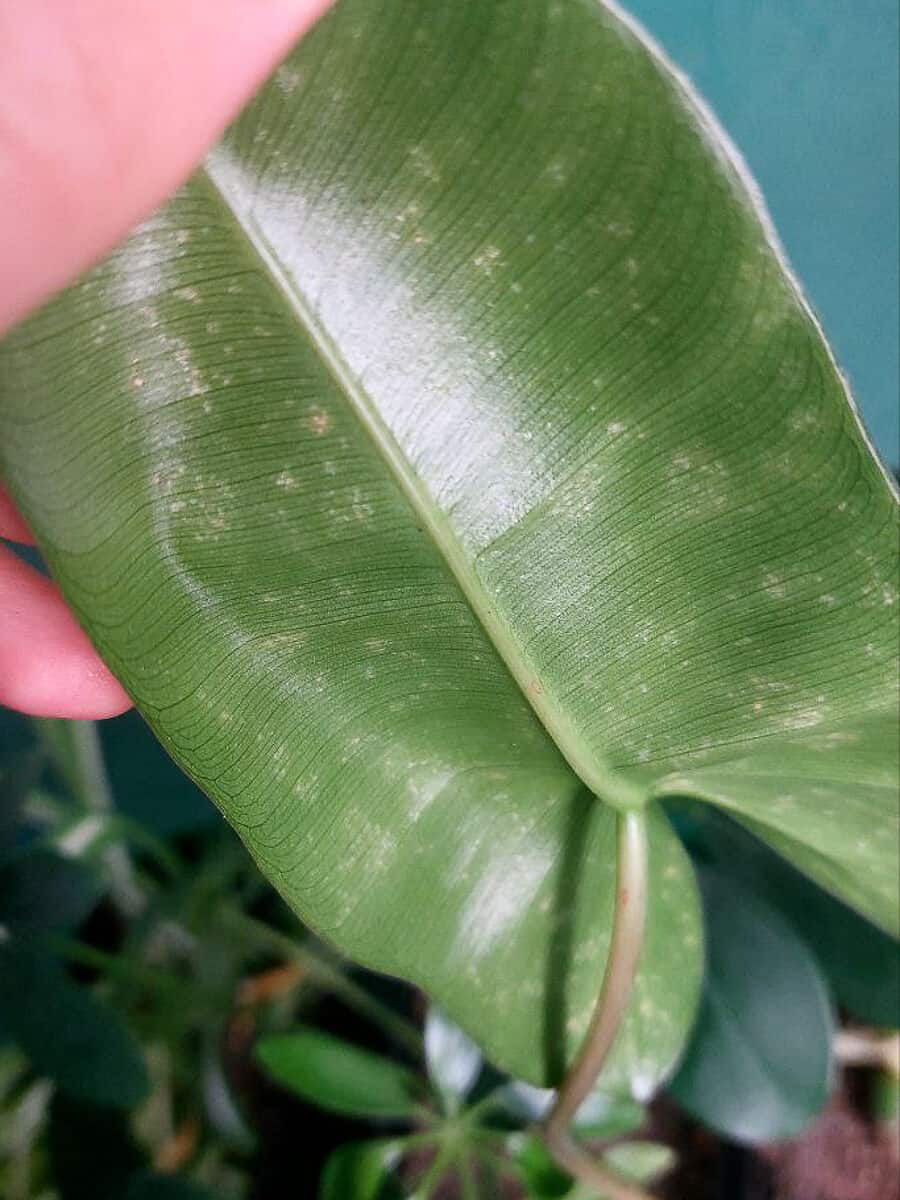 8 Philodendron Killers: Spot & Fix Fast! - Garden It Now